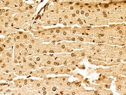 Invitrogen MCRS1 Polyclonal Antibody 100 &mu;L | Buy Online | Invitrogen&trade; | Fisher Scientific