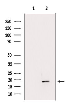 Invitrogen FLAP Polyclonal Antibody 100 &mu;L; Unconjugated:Antibodies,