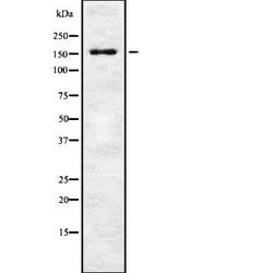 Invitrogen WRN Polyclonal Antibody 100 &mu;L; Unconjugated:Antibodies,