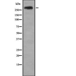 Invitrogen CENPE Polyclonal Antibody 100 &mu;L; Unconjugated:Antibodies,