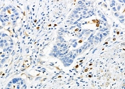 Invitrogen SENP2 Polyclonal Antibody 100 &mu;L; Unconjugated:Antibodies,