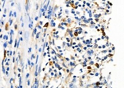 Invitrogen SENP2 Polyclonal Antibody 100 &mu;L; Unconjugated:Antibodies,