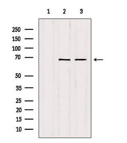 Invitrogen SENP2 Polyclonal Antibody 100 &mu;L; Unconjugated:Antibodies,