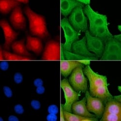 Invitrogen COPS7A Polyclonal Antibody 100 &mu;L; Unconjugated:Antibodies,