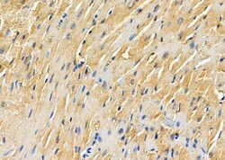 Invitrogen COPS7A Polyclonal Antibody 100 &mu;L; Unconjugated:Antibodies,