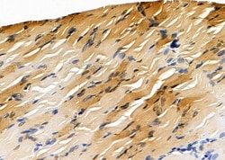 Invitrogen COPS7A Polyclonal Antibody 100 &mu;L; Unconjugated:Antibodies,