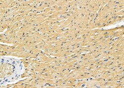 Invitrogen COPS7A Polyclonal Antibody 100 &mu;L; Unconjugated:Antibodies,