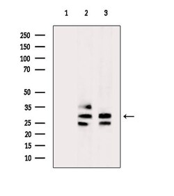 Invitrogen COPS7A Polyclonal Antibody 100 &mu;L; Unconjugated:Antibodies,