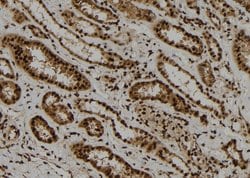 Invitrogen ARL4 Polyclonal Antibody 100 &mu;L; Unconjugated:Antibodies,