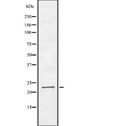 Invitrogen ARL4 Polyclonal Antibody 100 &mu;L; Unconjugated:Antibodies,