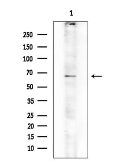 Invitrogen CARD9 Polyclonal Antibody 100 &mu;L | Buy Online | Invitrogen&trade; | Fisher Scientific