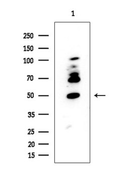 Invitrogen FUS Polyclonal Antibody 100 &mu;L; Unconjugated:Antibodies,