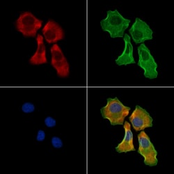 Invitrogen STC1 Polyclonal Antibody 100 &mu;L; Unconjugated:Antibodies,