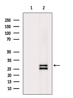 Invitrogen STC1 Polyclonal Antibody 100 &mu;L; Unconjugated:Antibodies,