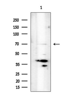 Invitrogen UNC84B Polyclonal Antibody 100 &mu;L; Unconjugated:Antibodies,