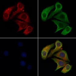 Invitrogen CD275 (B7-H2) Polyclonal Antibody 100 &mu;L; Unconjugated:Antibodies,