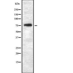 Invitrogen THOC5 Polyclonal Antibody 100 &mu;L; Unconjugated:Antibodies,