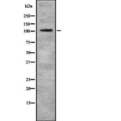 Invitrogen eIF3b Polyclonal Antibody 100 &mu;L; Unconjugated:Antibodies,