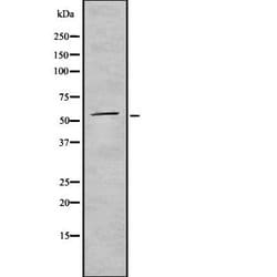 Invitrogen CD300a Polyclonal Antibody 100 &mu;L; Unconjugated:Antibodies,