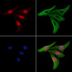 Invitrogen Mgea5 Polyclonal Antibody 100 &mu;L; Unconjugated:Antibodies,