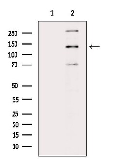 Invitrogen Mgea5 Polyclonal Antibody 100 &mu;L; Unconjugated:Antibodies,