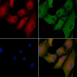 Invitrogen NPC1L1 Polyclonal Antibody 100 &mu;L; Unconjugated:Antibodies,