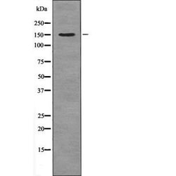 Invitrogen NPC1L1 Polyclonal Antibody 100 &mu;L; Unconjugated:Antibodies,