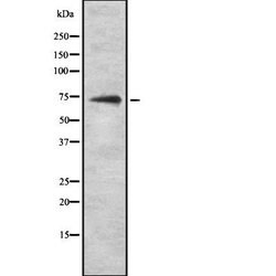 Invitrogen HSPA6 Polyclonal Antibody 100 &mu;L | Buy Online | Invitrogen&trade; | Fisher Scientific