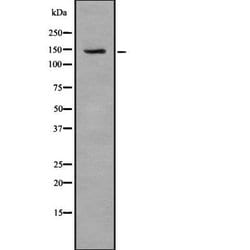 Invitrogen TAT Polyclonal Antibody 100 &mu;L; Unconjugated:Antibodies,