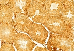 Invitrogen Ameloblastin Polyclonal Antibody 100 &mu;L; Unconjugated:Antibodies,