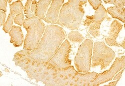 Invitrogen Ameloblastin Polyclonal Antibody 100 &mu;L; Unconjugated:Antibodies,