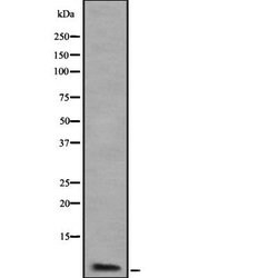 Invitrogen ATP5J2 Polyclonal Antibody 100 &mu;L; Unconjugated:Antibodies,