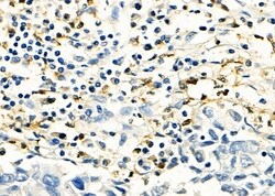 Invitrogen Cathepsin H Polyclonal Antibody 100 &mu;L; Unconjugated:Antibodies,