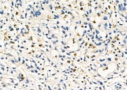 Invitrogen Cathepsin H Polyclonal Antibody 100 &mu;L; Unconjugated:Antibodies,