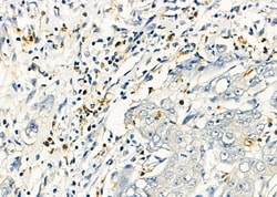 Invitrogen Cathepsin H Polyclonal Antibody 100 &mu;L; Unconjugated:Antibodies,