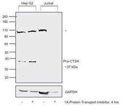 Invitrogen Cathepsin H Polyclonal Antibody 100 &mu;L; Unconjugated:Antibodies,