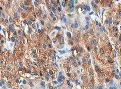 Invitrogen CCK Polyclonal Antibody 100 &mu;L; Unconjugated:Antibodies,