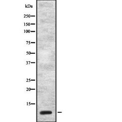 Invitrogen CCK Polyclonal Antibody 100 &mu;L; Unconjugated:Antibodies,