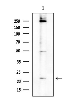 Invitrogen CD179b Polyclonal Antibody 100 &mu;L | Buy Online | Invitrogen&trade; | Fisher Scientific