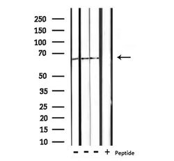 Invitrogen CTPS Polyclonal Antibody 100 &mu;L; Unconjugated:Antibodies,