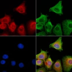 Invitrogen alpha-Defensin 3 Polyclonal Antibody 100 &mu;L; Unconjugated:Antibodies,