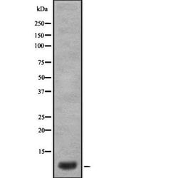 Invitrogen alpha-Defensin 3 Polyclonal Antibody 100 &mu;L; Unconjugated:Antibodies,