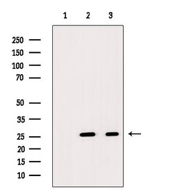 Invitrogen DEFA4 Polyclonal Antibody 100 &mu;L; Unconjugated:Antibodies,