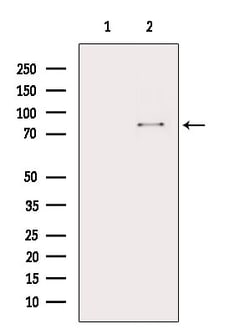 Invitrogen ELMO1 Polyclonal Antibody 100 &mu;L; Unconjugated:Antibodies,