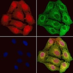 Invitrogen GCLC Polyclonal Antibody 100 &mu;L; Unconjugated:Antibodies,