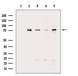 Invitrogen GCLC Polyclonal Antibody 100 &mu;L; Unconjugated:Antibodies,