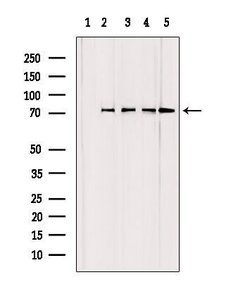 Invitrogen GCLC Polyclonal Antibody 100 &mu;L; Unconjugated:Antibodies,