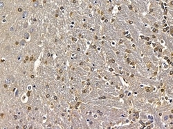 Invitrogen HOXB4 Polyclonal Antibody 100 &mu;L; Unconjugated:Antibodies,