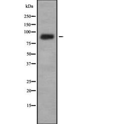 Invitrogen IL4R Polyclonal Antibody 100 &mu;L; Unconjugated:Antibodies,