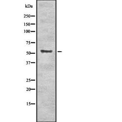 Invitrogen MST1/MST2 Polyclonal Antibody 100 &mu;L; Unconjugated:Antibodies,